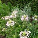 Cleome hassleriana 'Sparkler Blush'